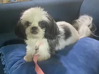 Jewel- Imperial, a female Shih Tzu for sale in Lexington, NC – Photo 5 of 10