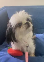 Jewel- Imperial, a female Shih Tzu for sale in Lexington, NC – Photo 7 of 10