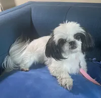 Jewel- Imperial, a female Shih Tzu for sale in Lexington, NC – Photo 8 of 10