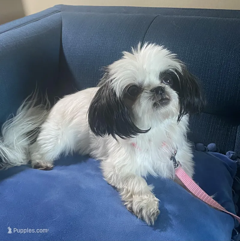 Jewel- Imperial, a female Shih Tzu for sale in Lexington, NC – Photo 1 of 10