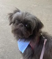 Mocha Imperial full AKC, a female Shih Tzu for sale in Lexington, NC – Photo 4 of 9