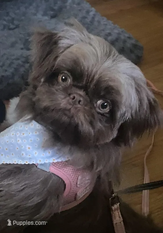 Mocha Imperial full AKC