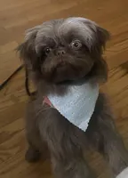 Mocha Imperial full AKC, a female Shih Tzu for sale in Lexington, NC – Photo 7 of 9