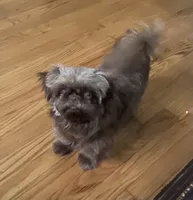 Mocha Imperial full AKC, a female Shih Tzu for sale in Lexington, NC – Photo 8 of 9