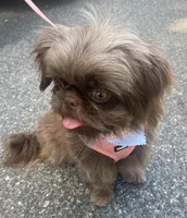 Mocha Imperial full AKC, a female Shih Tzu for sale in Lexington, NC – Photo 5 of 9