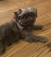 Mocha Imperial full AKC, a female Shih Tzu for sale in Lexington, NC – Photo 6 of 9