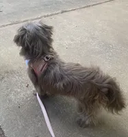 Mocha Imperial full AKC, a female Shih Tzu for sale in Lexington, NC – Photo 9 of 9