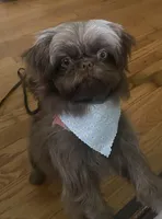 Mocha Imperial full AKC, a female Shih Tzu for sale in Lexington, NC – Photo 3 of 9