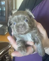 Lavender Boy- Imperial, a male Shih Tzu for sale in Lexington, NC – Photo 9 of 10