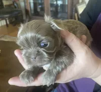 Lavender Boy- Imperial, a male Shih Tzu for sale in Lexington, NC – Photo 8 of 10