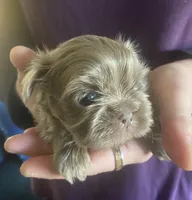 Lavender Boy- Imperial, a male Shih Tzu for sale in Lexington, NC – Photo 5 of 10