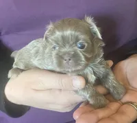 Lavender Boy- Imperial, a male Shih Tzu for sale in Lexington, NC – Photo 4 of 10