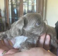 Lavender Boy- Imperial, a male Shih Tzu for sale in Lexington, NC – Photo 7 of 10