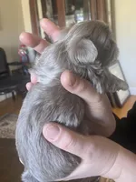 Lavender Boy- Imperial, a male Shih Tzu for sale in Lexington, NC – Photo 10 of 10