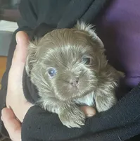 Lavender Boy- Imperial, a male Shih Tzu for sale in Lexington, NC – Photo 1 of 10