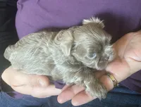 Lavender Boy- Imperial, a male Shih Tzu for sale in Lexington, NC – Photo 6 of 10