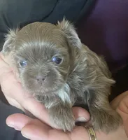 Lavender Boy- Imperial, a male Shih Tzu for sale in Lexington, NC – Photo 2 of 10