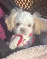 Bella Rose, a female Shih Tzu for sale in Lexington, NC – Photo 1 of 8