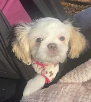 Bella Rose, a female Shih Tzu for sale in Lexington, NC – Photo 4 of 8