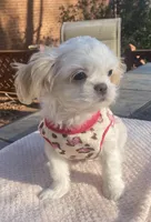 Bella Rose, a female Shih Tzu for sale in Lexington, NC – Photo 5 of 8