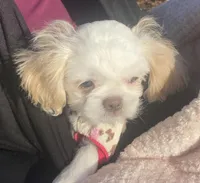 Bella Rose, a female Shih Tzu for sale in Lexington, NC – Photo 2 of 8