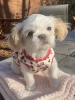 Bella Rose, a female Shih Tzu for sale in Lexington, NC – Photo 6 of 8