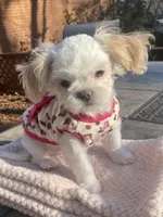 Bella Rose, a female Shih Tzu for sale in Lexington, NC – Photo 7 of 8