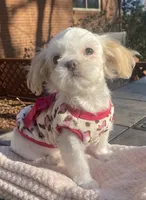 Bella Rose, a female Shih Tzu for sale in Lexington, NC – Photo 3 of 8