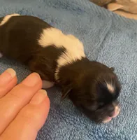 Imperial Jasmine, a female Shih Tzu for sale in Lexington, NC – Photo 3 of 10