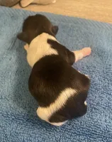 Imperial Jasmine, a female Shih Tzu for sale in Lexington, NC – Photo 2 of 10