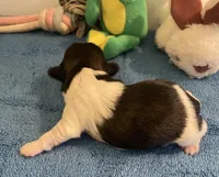 Imperial Jasmine, a female Shih Tzu for sale in Lexington, NC – Photo 2 of 7