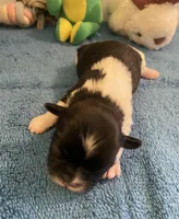 Imperial Jasmine, a female Shih Tzu for sale in Lexington, NC – Photo 6 of 7