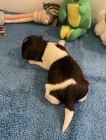 Imperial Jasmine, a female Shih Tzu for sale in Lexington, NC – Photo 4 of 7