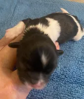 Imperial Jasmine, a female Shih Tzu for sale in Lexington, NC – Photo 7 of 10