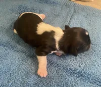 Imperial Jasmine, a female Shih Tzu for sale in Lexington, NC – Photo 10 of 10