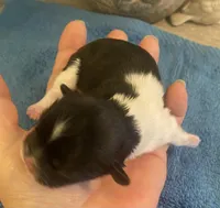 Imperial Jasmine, a female Shih Tzu for sale in Lexington, NC – Photo 4 of 10