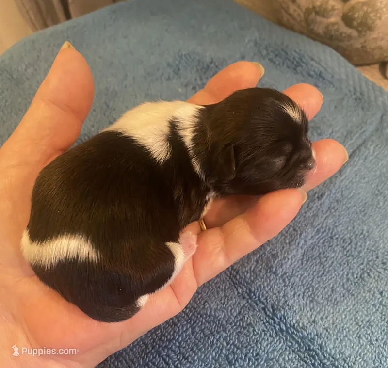 Imperial Jasmine – Shih Tzu puppy for sale in Lexington, NC