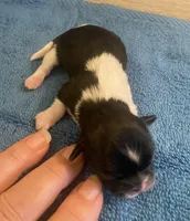 Imperial Jasmine, a female Shih Tzu for sale in Lexington, NC – Photo 8 of 10