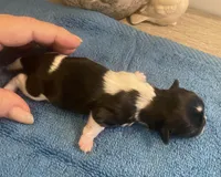 Imperial Jasmine, a female Shih Tzu for sale in Lexington, NC – Photo 5 of 10