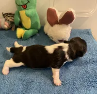 Imperial Jasmine, a female Shih Tzu for sale in Lexington, NC – Photo 7 of 7