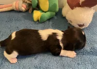 Imperial Jasmine, a female Shih Tzu for sale in Lexington, NC – Photo 3 of 7