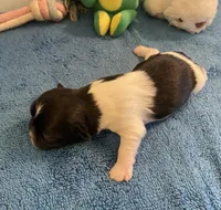 Imperial Jasmine, a female Shih Tzu for sale in Lexington, NC – Photo 5 of 7