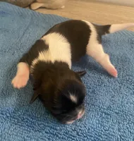 Imperial Jasmine, a female Shih Tzu for sale in Lexington, NC – Photo 6 of 10