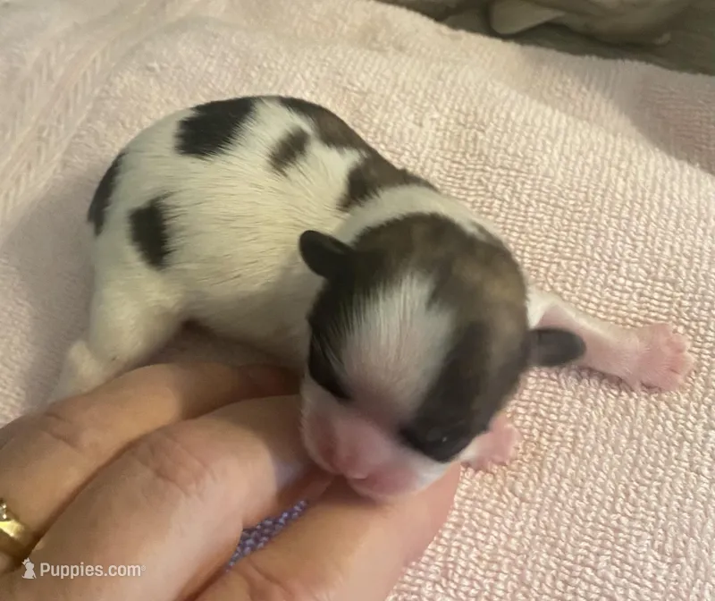 Imperial Pixie – Shih Tzu puppy for sale in Lexington, NC