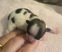 Imperial Pixie, a female Shih Tzu for sale in Lexington, NC – Photo 1 of 9