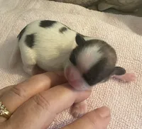 Imperial Pixie, a female Shih Tzu for sale in Lexington, NC – Photo 3 of 9