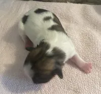 Imperial Pixie, a female Shih Tzu for sale in Lexington, NC – Photo 5 of 9