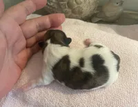 Imperial Pixie, a female Shih Tzu for sale in Lexington, NC – Photo 7 of 9