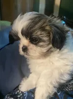 Imperial Pixie, a female Shih Tzu for sale in Lexington, NC – 1 of 10