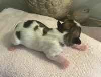 Imperial Pixie, a female Shih Tzu for sale in Lexington, NC – Photo 6 of 9